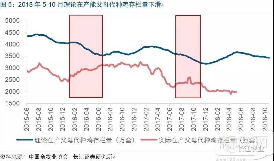 毛鸡最新价格,毛鸡最新价格动态分析