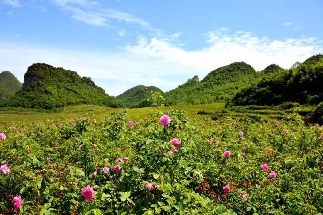 百里杜鹃最新消息,百里杜鹃最新消息，盛开新篇章，文化与旅游的融合之旅